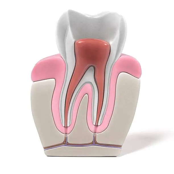 Endodontist Kingston upon Thames